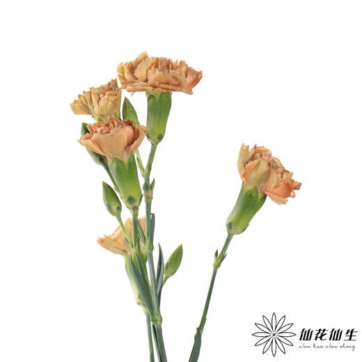 多头康乃馨 | 卡布奇诺 商品图2