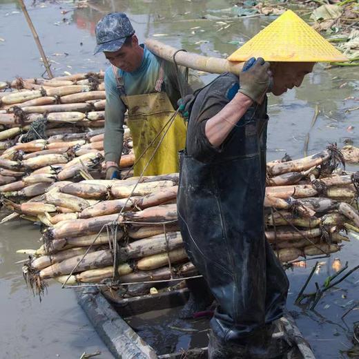 正宗洪湖新鲜莲藕、带泥保鲜发货、炖汤粉糯、清香四溢，口感香甜 商品图1
