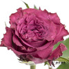百利信单头玫瑰 | 蓝莓 商品缩略图0