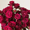 肯尼亚进口花园玫瑰rouge follies胭脂小姐12支 商品缩略图0