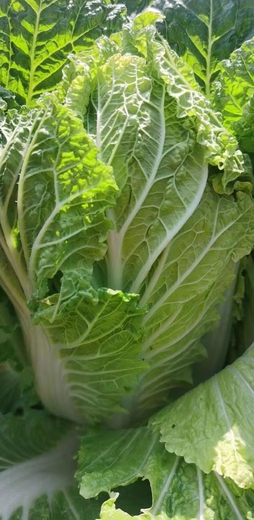 【囤秋菜 送“百财”25元/10斤 】鸿翠园 有机大白菜 商品图4