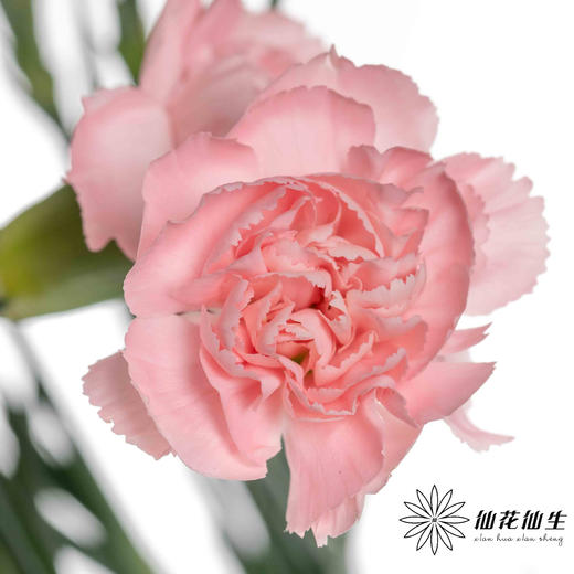 多头康乃馨 | 粉钻 商品图1