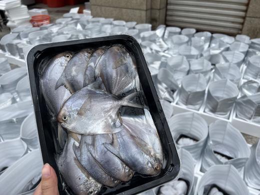 正宗舟山野生 银鲳/鲳鱼 码头直发 一手货源 商品图2