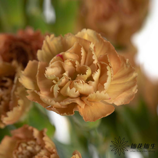 多头康乃馨 | 卡布奇诺 商品图0