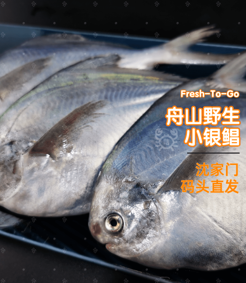 正宗舟山野生 银鲳/鲳鱼 码头直发 一手货源