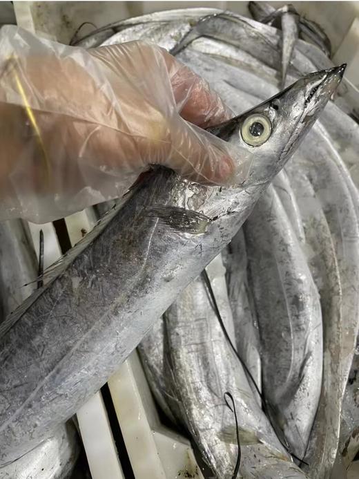 【码头直发 野生带鱼/贻贝/鲳鱼】正宗舟山带鱼  雷达网带  网带更鲜嫩    肉质鲜嫩  肚皮肥油  介意慎拍 舟山市沈家门码头产地直发！ 商品图2