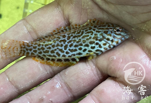 豹纹龙 商品图0