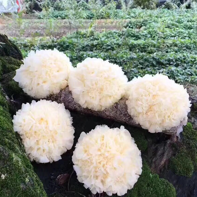 福建古田新鲜银耳、从菇棚采摘直接到您的手中！不用浸泡，直接下锅煮就软糯出胶，满满的胶原蛋白！