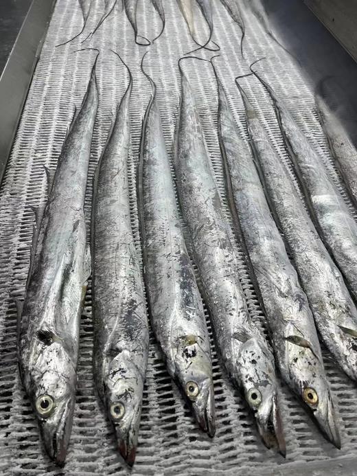 【码头直发 野生带鱼/贻贝/鲳鱼】正宗舟山带鱼  雷达网带  网带更鲜嫩    肉质鲜嫩  肚皮肥油  介意慎拍 舟山市沈家门码头产地直发！ 商品图14