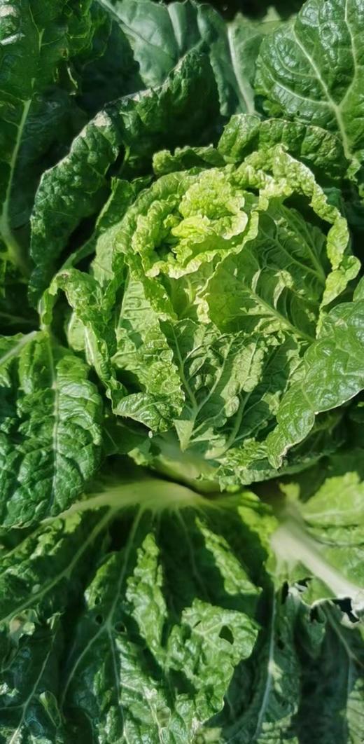 【囤秋菜 送“百财”25元/10斤 】鸿翠园 有机大白菜 商品图9