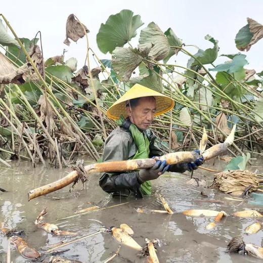 正宗洪湖新鲜莲藕、带泥保鲜发货、炖汤粉糯、清香四溢，口感香甜 商品图2