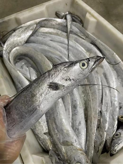【码头直发 野生带鱼/贻贝/鲳鱼】正宗舟山带鱼  雷达网带  网带更鲜嫩    肉质鲜嫩  肚皮肥油  介意慎拍 舟山市沈家门码头产地直发！ 商品图1