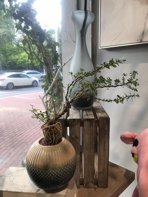 六月雪 商品图0