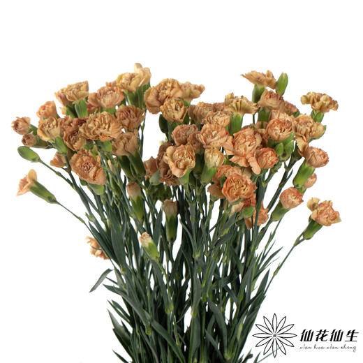 多头康乃馨 | 卡布奇诺 商品图3