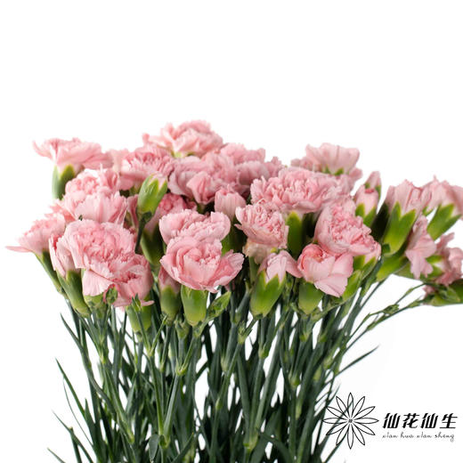 多头康乃馨 | 粉钻 商品图4