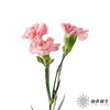 多头康乃馨 | 粉钻 商品缩略图3