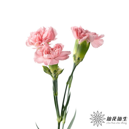 多头康乃馨 | 粉钻 商品图3