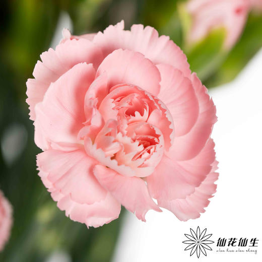 多头康乃馨 | 粉钻 商品图0