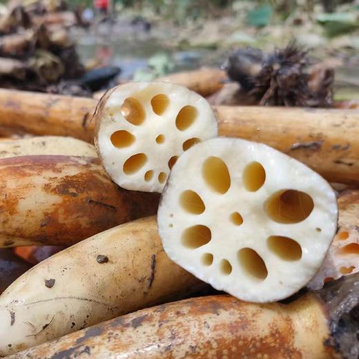 正宗洪湖新鲜莲藕、带泥保鲜发货、炖汤粉糯、清香四溢，口感香甜 商品图0