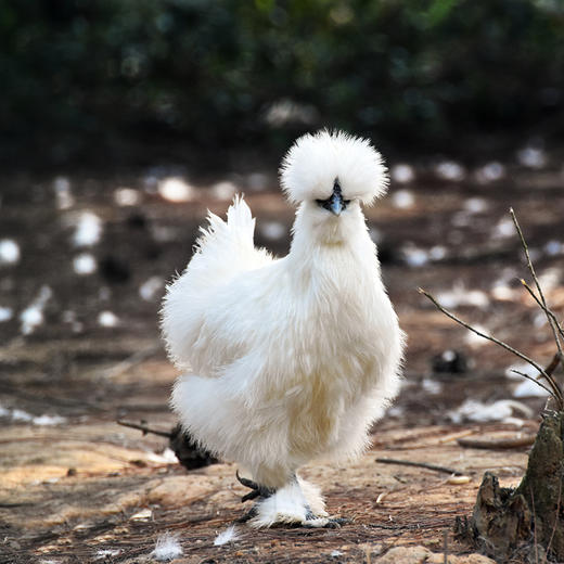 泰和原种乌鸡 商品图0