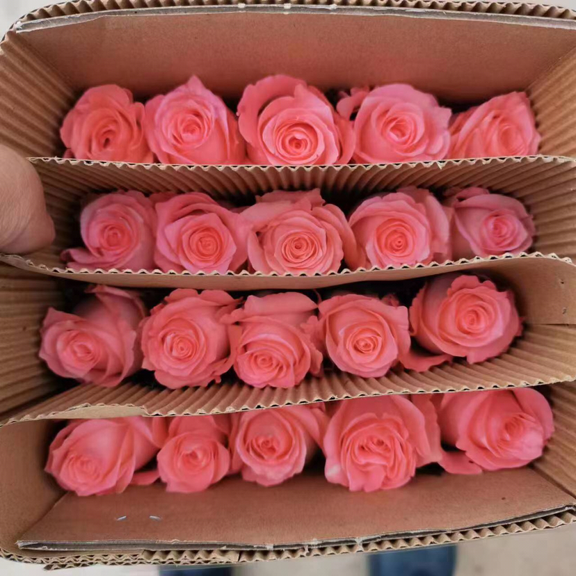 玫瑰 戴安娜 55cm