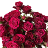 肯尼亚进口花园玫瑰rouge follies胭脂小姐12支 商品缩略图1