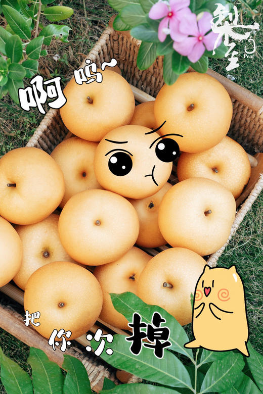 每一口都是鲜榨梨汁！【秋月梨】细腻宛如秋水 肉白堪比秋月 来自北纬37度的甜 每一颗都是“百梨挑一” 商品图3