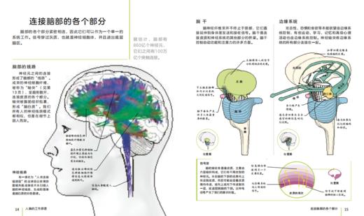 DK 大脑高效锻炼大百科 (适合9~99岁） 商品图1