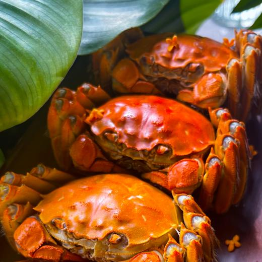 固城湖大闸蟹 精选活蟹 个大肥美 美味不腥 正宗南京高淳固城湖 净重足斤 金秋美食 商品图2