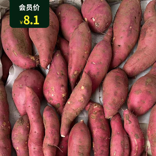 동북고구마(하얀속)  东北地瓜（白心） 500g 商品图0