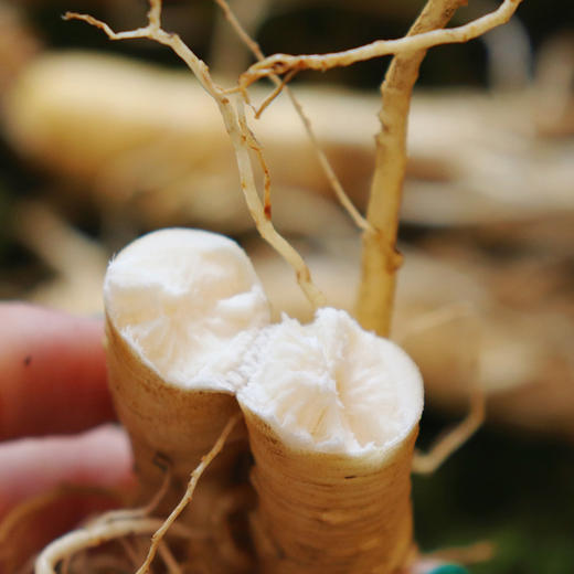 长白山新鲜人参顺丰包邮 商品图4