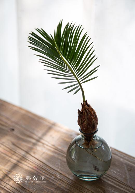 苏铁宝宝 商品图0