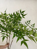 国产花材-【绿色南天竹】 商品缩略图0
