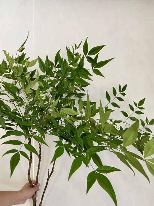 国产花材-【绿色南天竹】 商品图0