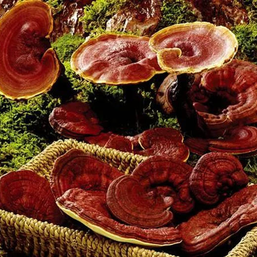 长白山灵芝片灵芝泡水泡茶含煮粥煮汤50g 商品图0