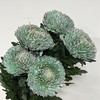 丰岛牡丹菊-孔雀绿 商品缩略图2