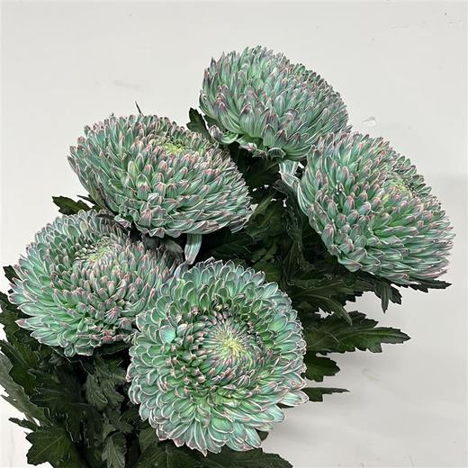 丰岛牡丹菊-孔雀绿 商品图2
