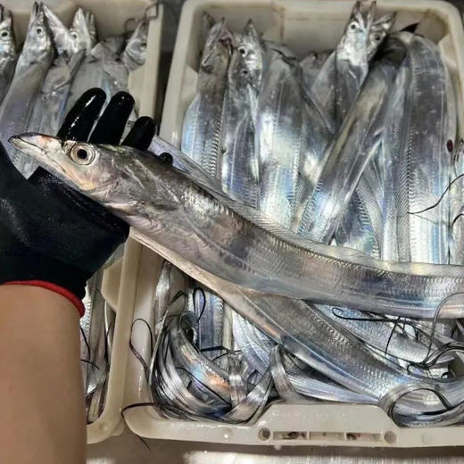 【秒杀】舟山海钓带鱼2条装（6-7两/条） 商品图3