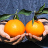 【四川爱媛38号果冻橙】果冻橙 皮薄肉厚 果肉细腻 酸甜多汁 可以吸的橙子4.5斤装 商品缩略图1