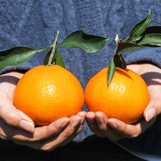 【四川爱媛38号果冻橙】果冻橙 皮薄肉厚 果肉细腻 酸甜多汁 可以吸的橙子4.5斤装 商品图1