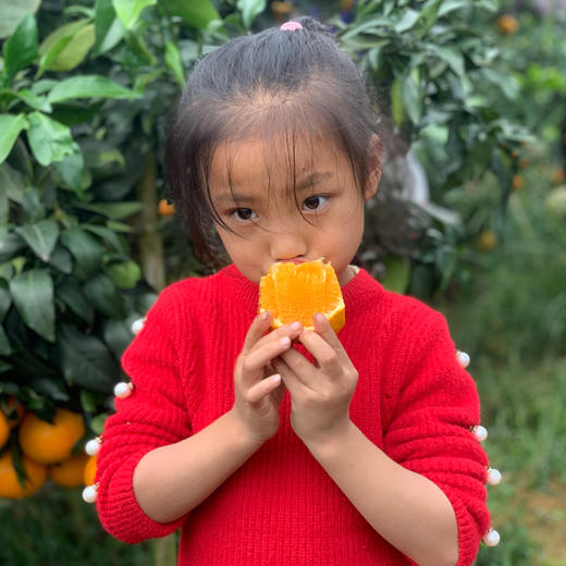 【四川爱媛38号果冻橙】果冻橙 皮薄肉厚 果肉细腻 酸甜多汁 可以吸的橙子4.5斤装 商品图5