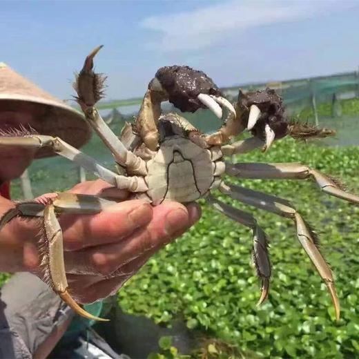 阳澄湖大闸蟹 商品图3
