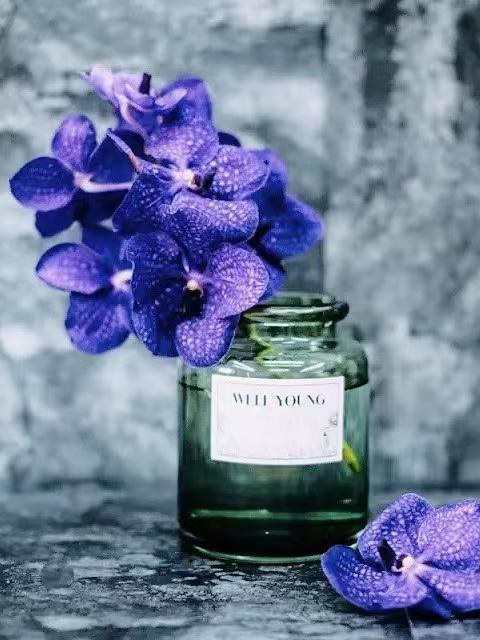 胡姬兰【你若盛开，蝴蝶自来】简小姐精选 进口胡姬兰/万代兰2枝 2件包邮 下单5天发货 商品图5