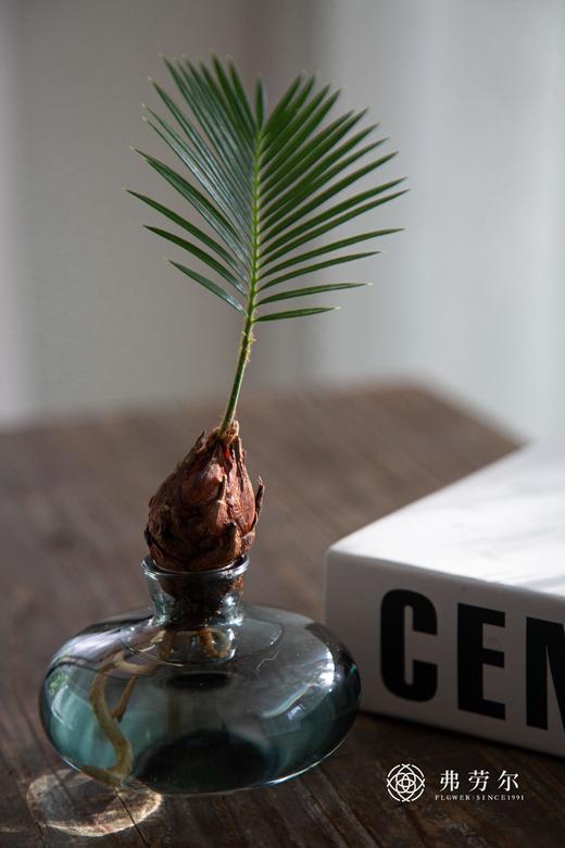 苏铁宝宝 商品图2