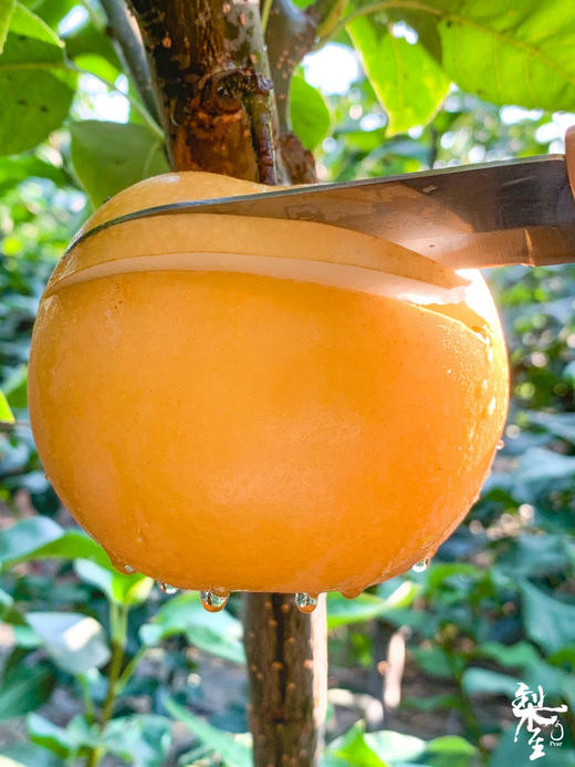 每一口都是鲜榨梨汁！【秋月梨】细腻宛如秋水 肉白堪比秋月 来自北纬37度的甜 每一颗都是“百梨挑一” 商品图2