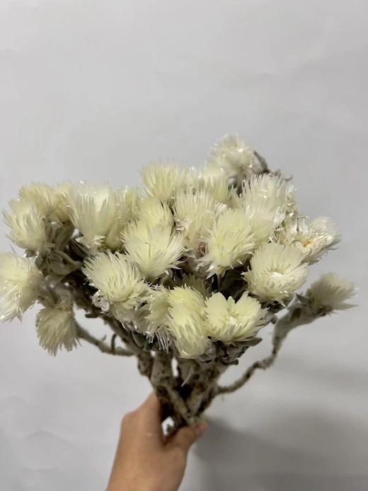 永生花材 ｜ 银珊瑚 商品图0