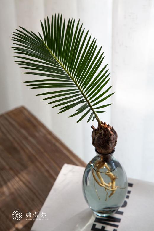 苏铁宝宝 商品图3