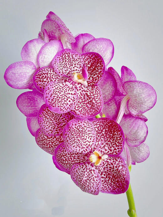 胡姬兰【你若盛开，蝴蝶自来】简小姐精选 进口胡姬兰/万代兰2枝 2件包邮 下单5天发货 商品图3