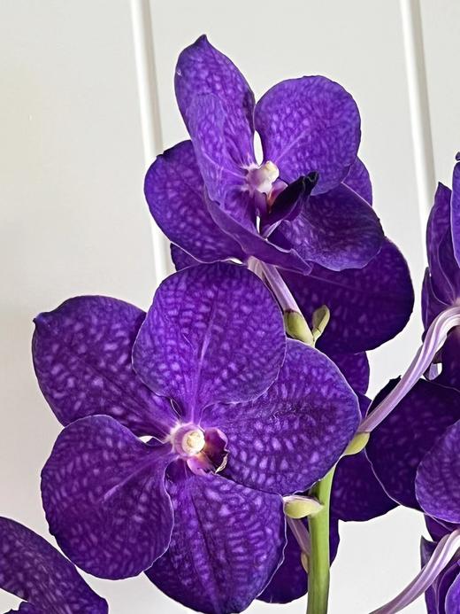 胡姬兰【你若盛开，蝴蝶自来】简小姐精选 进口胡姬兰/万代兰2枝 2件包邮 下单5天发货 商品图2