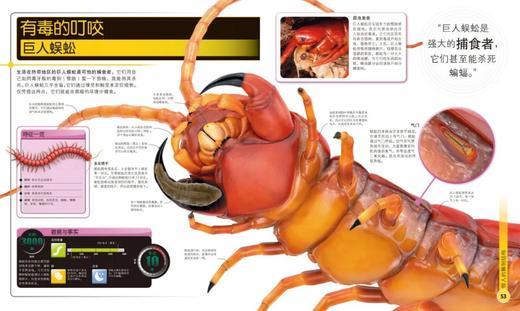 《DK昆虫极限》自然科普儿童昆虫百科 商品图5